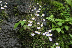 Utricularia striatula